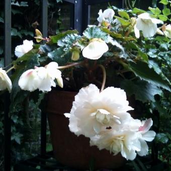 Begonia odorata 'Apple Blush'