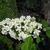 Hydrangea quercifolia 'Snowflake'