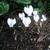 Cyclamen hederifolium 'Album'