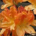 Rhododendron 'Frans van der Bom' - 