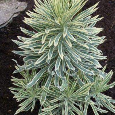Euphorbia characias 'Tasmanian Tiger' - 