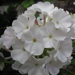Phlox paniculata 'White FLAME' - 
