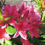 Rhododendron viscosum 'Jolie Madame' - 