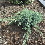 Juniperus squamata 'Blue Carpet' - 