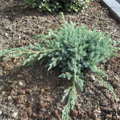 Juniperus squamata 'Blue Carpet' - 
