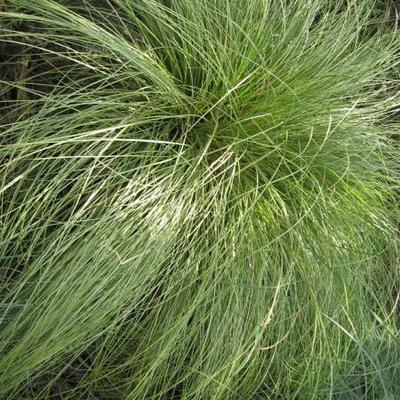 LÂICHE 'FROSTED CURLS' - Carex comans 'Frosted Curls'
