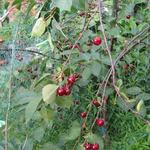 Prunus cerasus - 