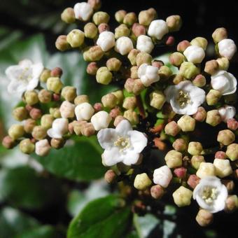 Viburnum tinus 'Lisa Rose'