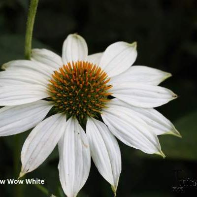 Echinacea purpurea 'POWWOW White' - Echinacea purpurea 'POWWOW White'