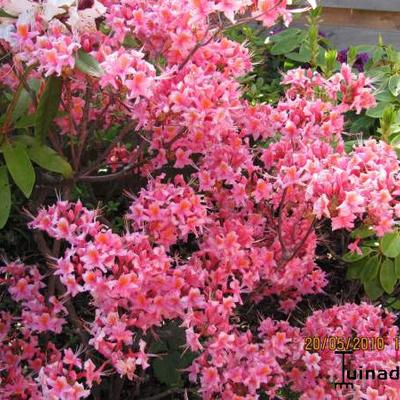Rhododendron 'Fanny' - 