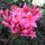 Rhododendron 'Fanny'