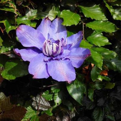 Clematis florida 'Vyvyan Pennell' - 