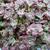 Sedum spathulifolium 'Purpureum'