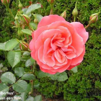 Rosa 'Riberhus' - 