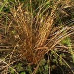 Carex 'Bronze Reflection' - 
