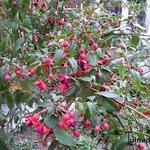 Fuchsia 'Lady Boothby' - 