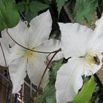 Clematis 'Gladys Picard' - 