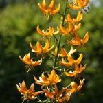 Lilium hansonii - 