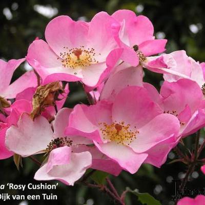 Rosa 'Rosy Cushion' - 