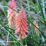 Kniphofia 'Wol's Red Seedling' - 