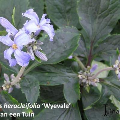 Clematis heracleifolia 'Wyevale' - 