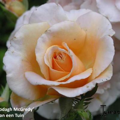 Rosa 'Clodagh McGredy' - 
