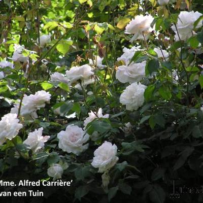 Rosa 'Mme. Alfred Carriere' - 
