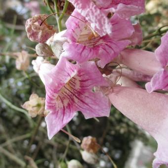 5 frische Steckhölzer Rosa Blüten Trompetenblume Podranea ricasoliana 