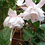 Fuchsia 'White Galore' - 