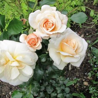 Rosa 'Apricot Nectar'