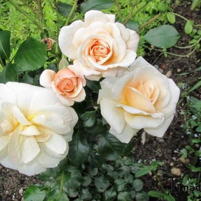 Rosa 'Apricot Nectar'  - 