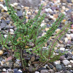 Ulmus parvifolia 'Hokkaido' - 