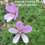 Erodium 'Pickering Puzzle'  - 