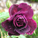 Rosa 'Burgundy Ice'  - 