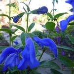 Salvia patens 'Oxford Blue' - 