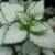 Lamium maculatum 'Beacon Silver'