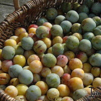 Prunus domestica 'Mirabelle de Nancy' - Prunus domestica 'Mirabelle de Nancy'
