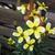 Bidens aurea 'Hannay's Lemon Drop'