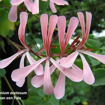 Pelargonium acetosum