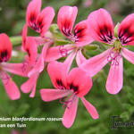 Pelargonium 'Blandfordianum Roseum' - 