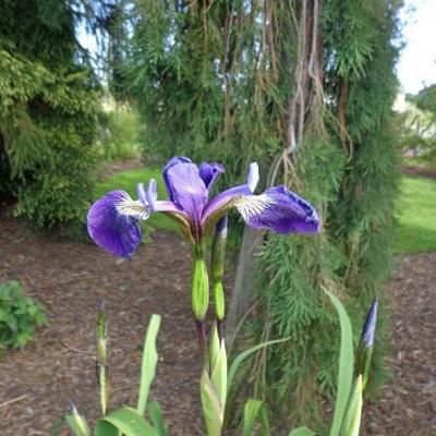 iris versicolore - Iris versicolor