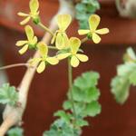 Pelargonium gibbosum - 
