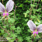 Pelargonium praemorsum - 