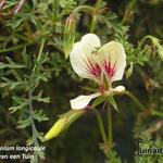 Pelargonium longicaule - 