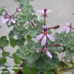 Pelargonium exstipulatum - 