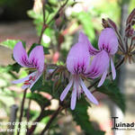 Pelargonium cordifolium - 