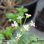 Pelargonium ceratophyllum - 