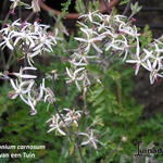 Pelargonium carnosum - 