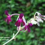 Pelargonium sidoides - 