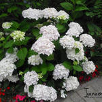 Hydrangea Macrophylla 'ENDLESS SUMMER The Bride'  - 